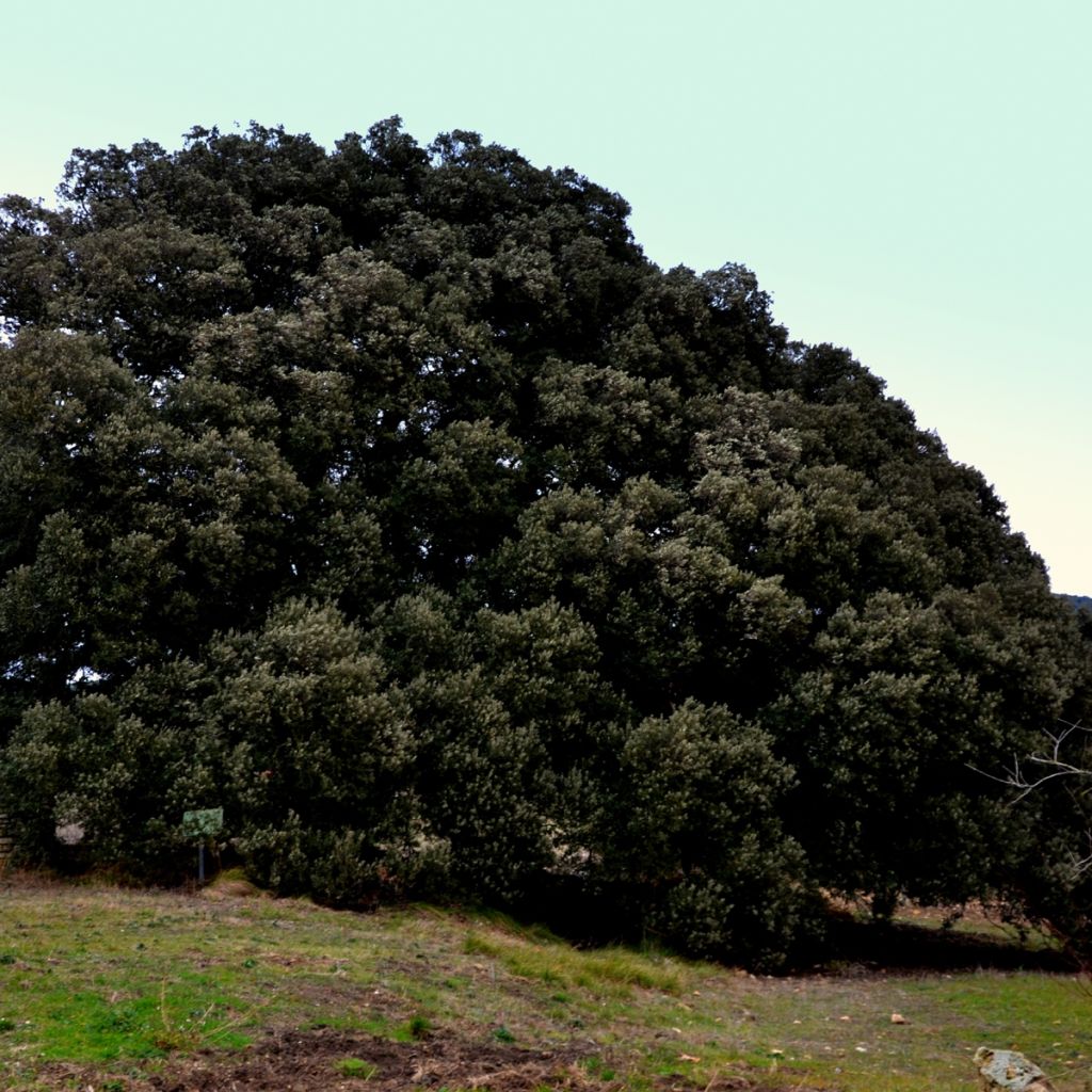 Rautatammi - Quercus ilex