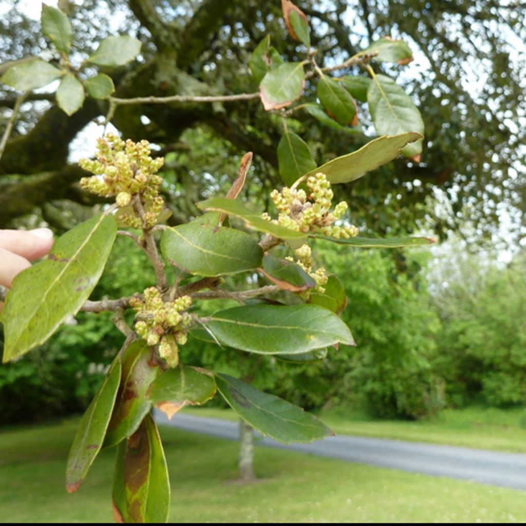 Rautatammi - Quercus ilex