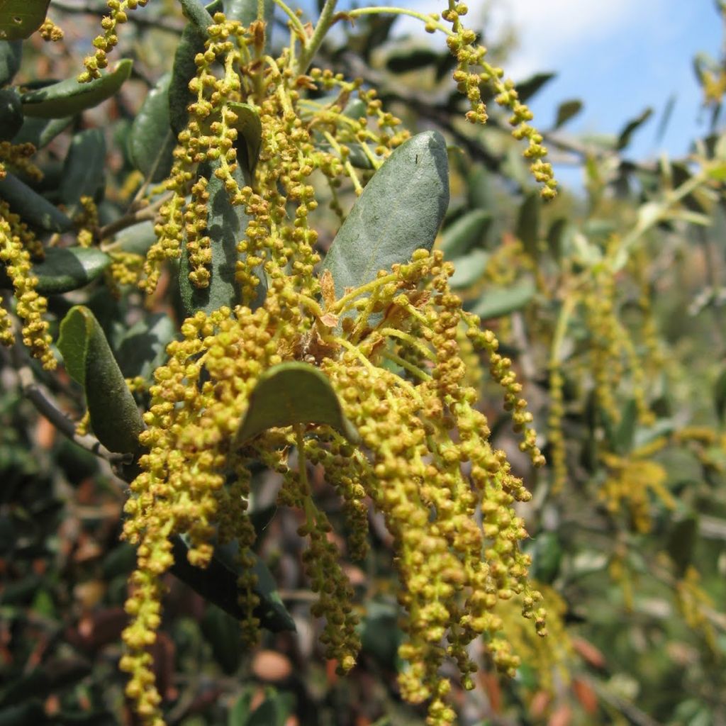 Rautatammi - Quercus ilex