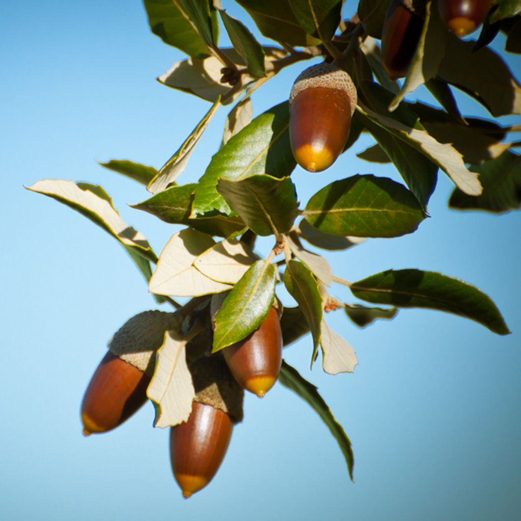 Rautatammi - Quercus ilex