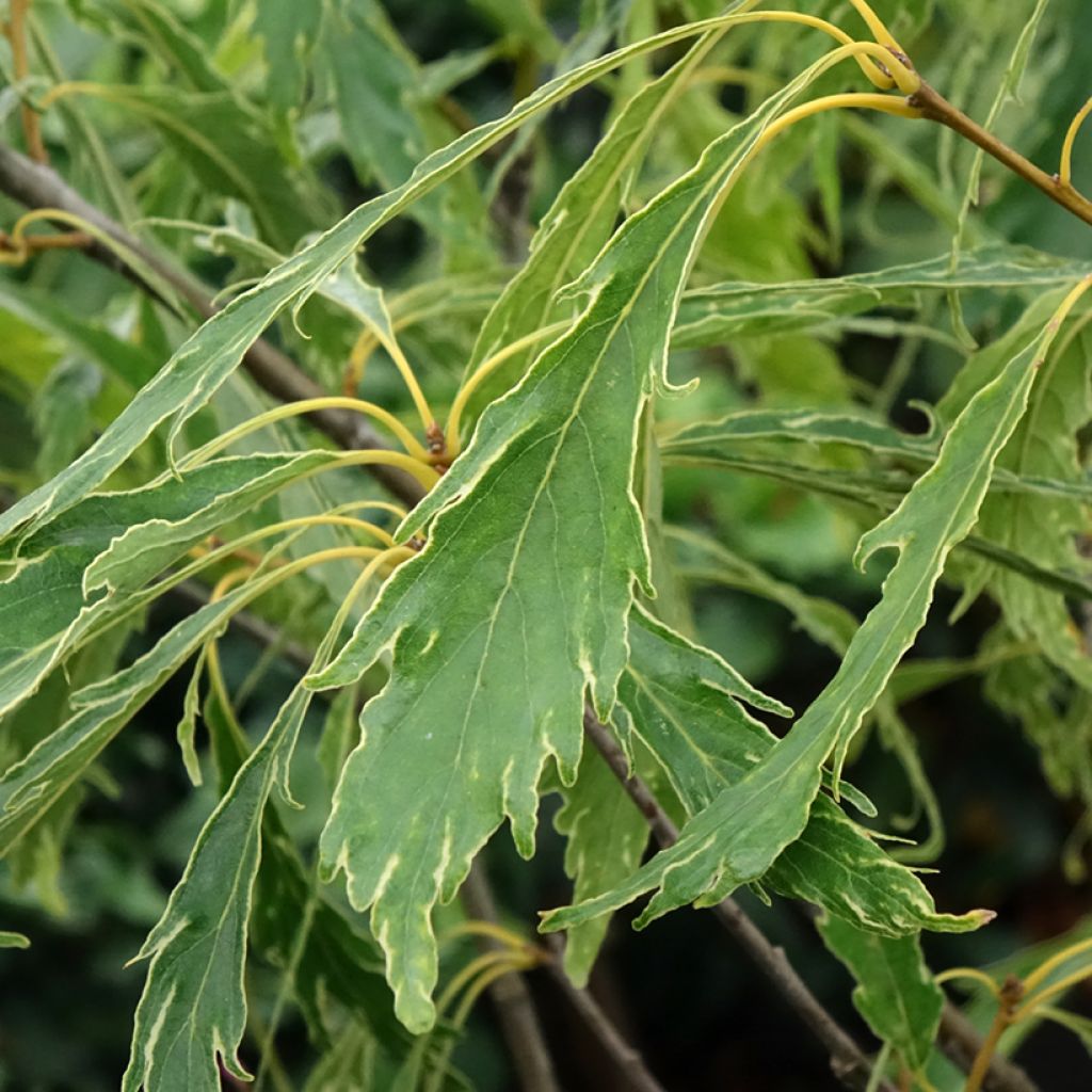 Talvitammi Insecata
