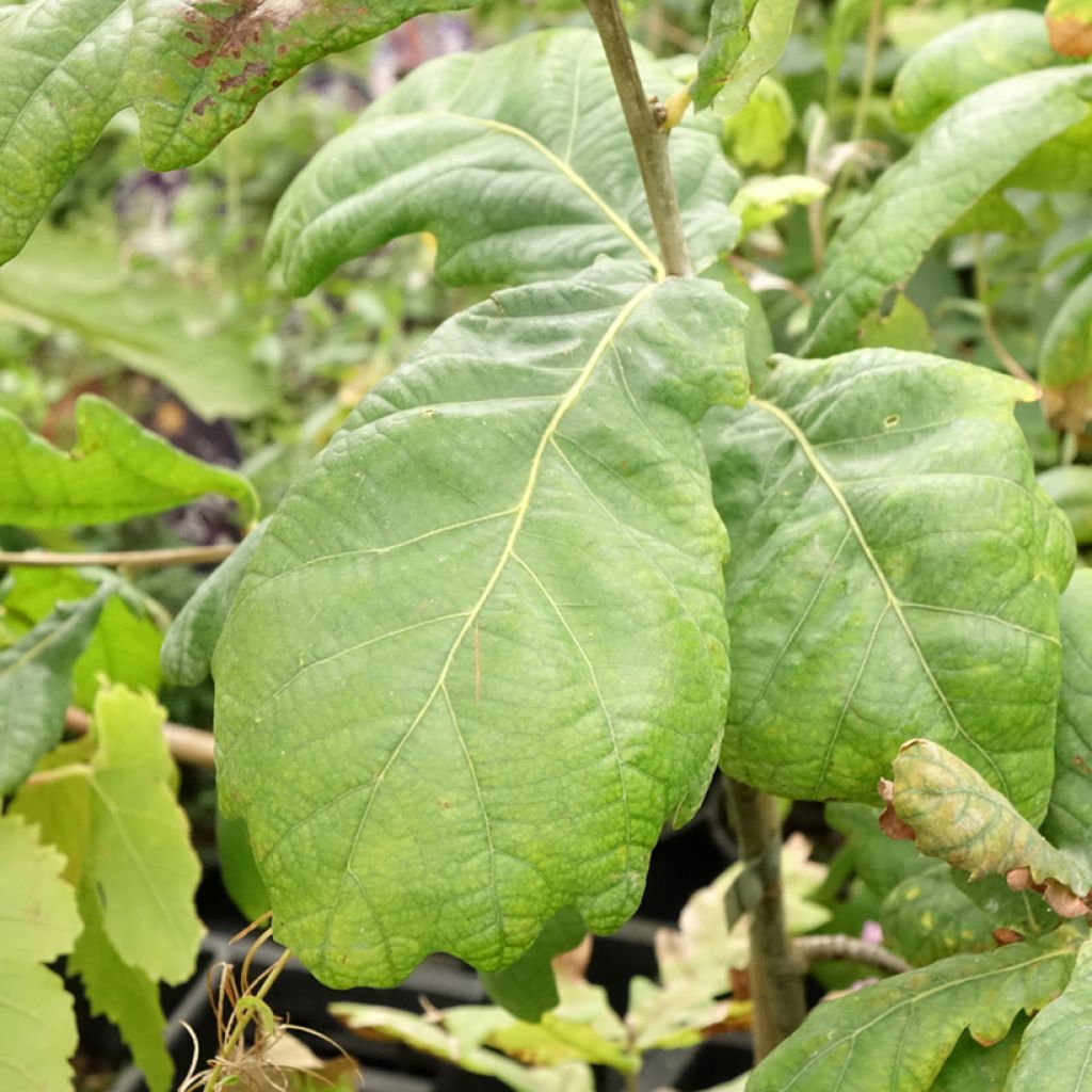 Metsätammi Cucullata