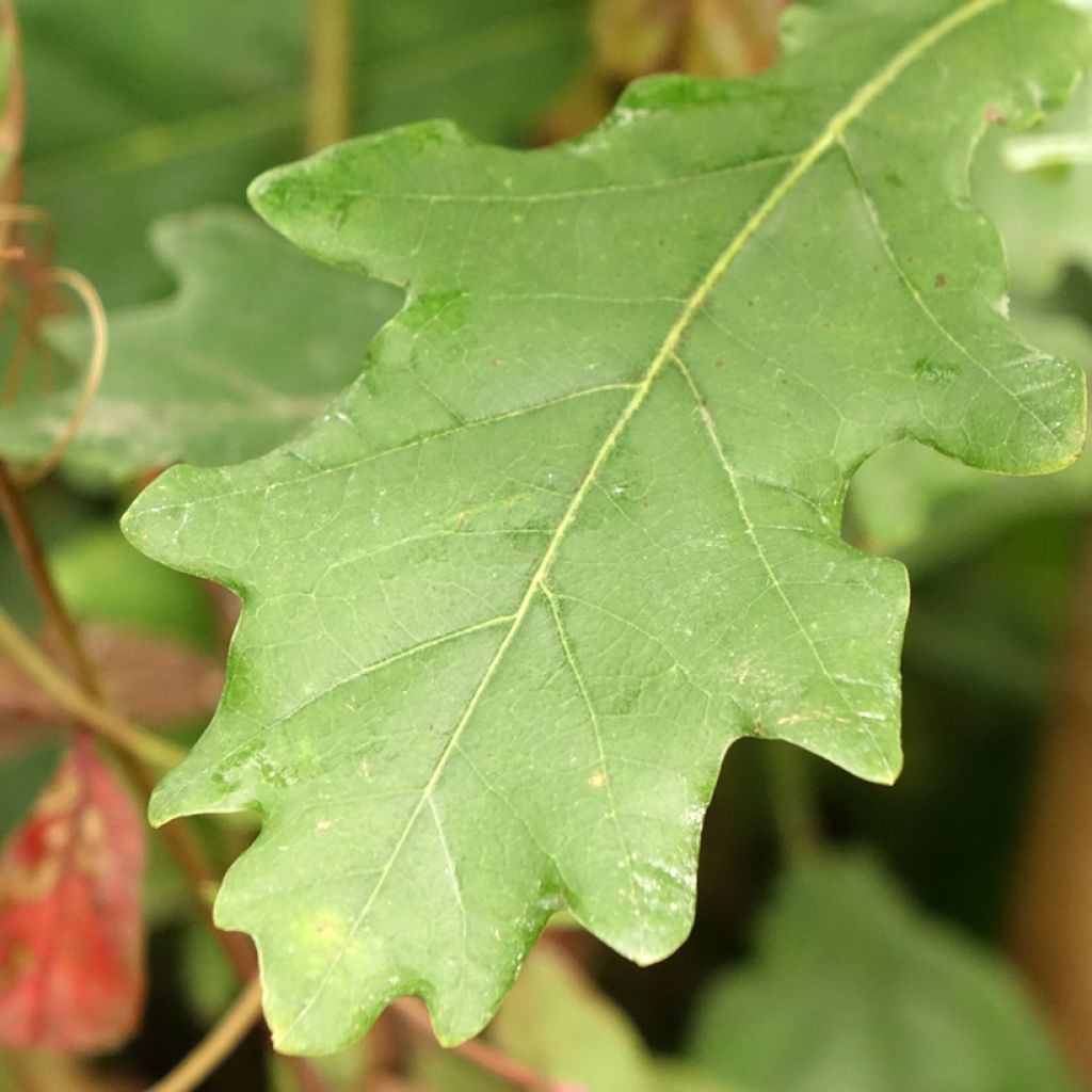 Metsätammi Fastigiata Koster