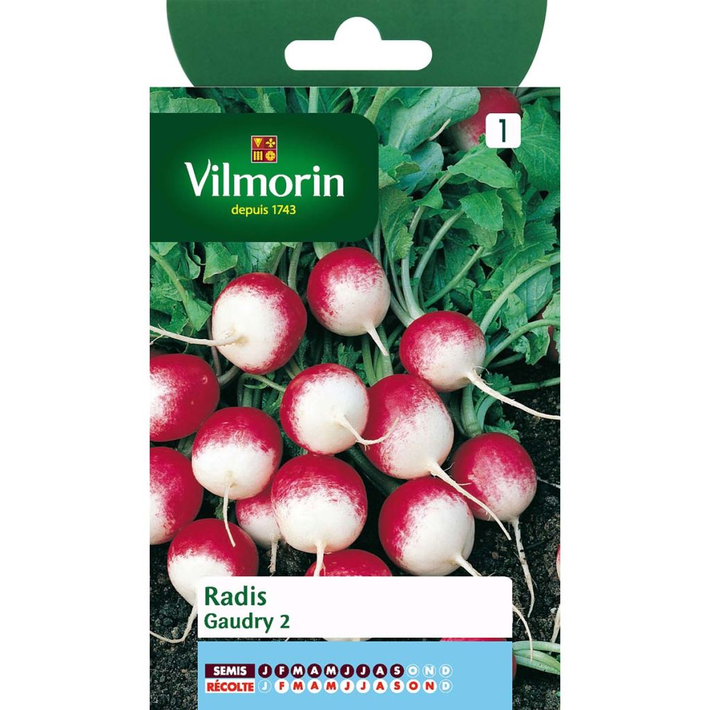 Retiisi Gaudry 2 - Vilmorin