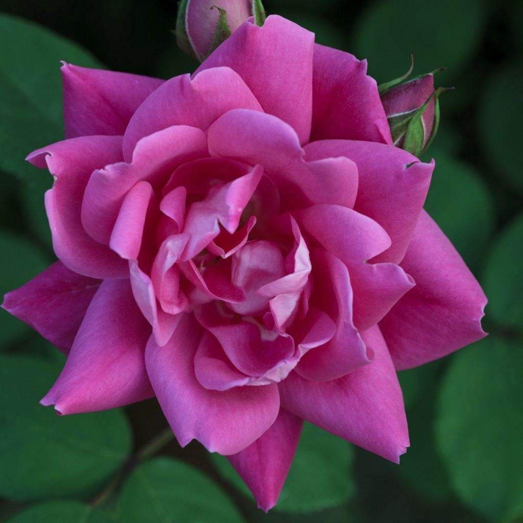 Maanpeiteruusu Pink Double Knock OUT