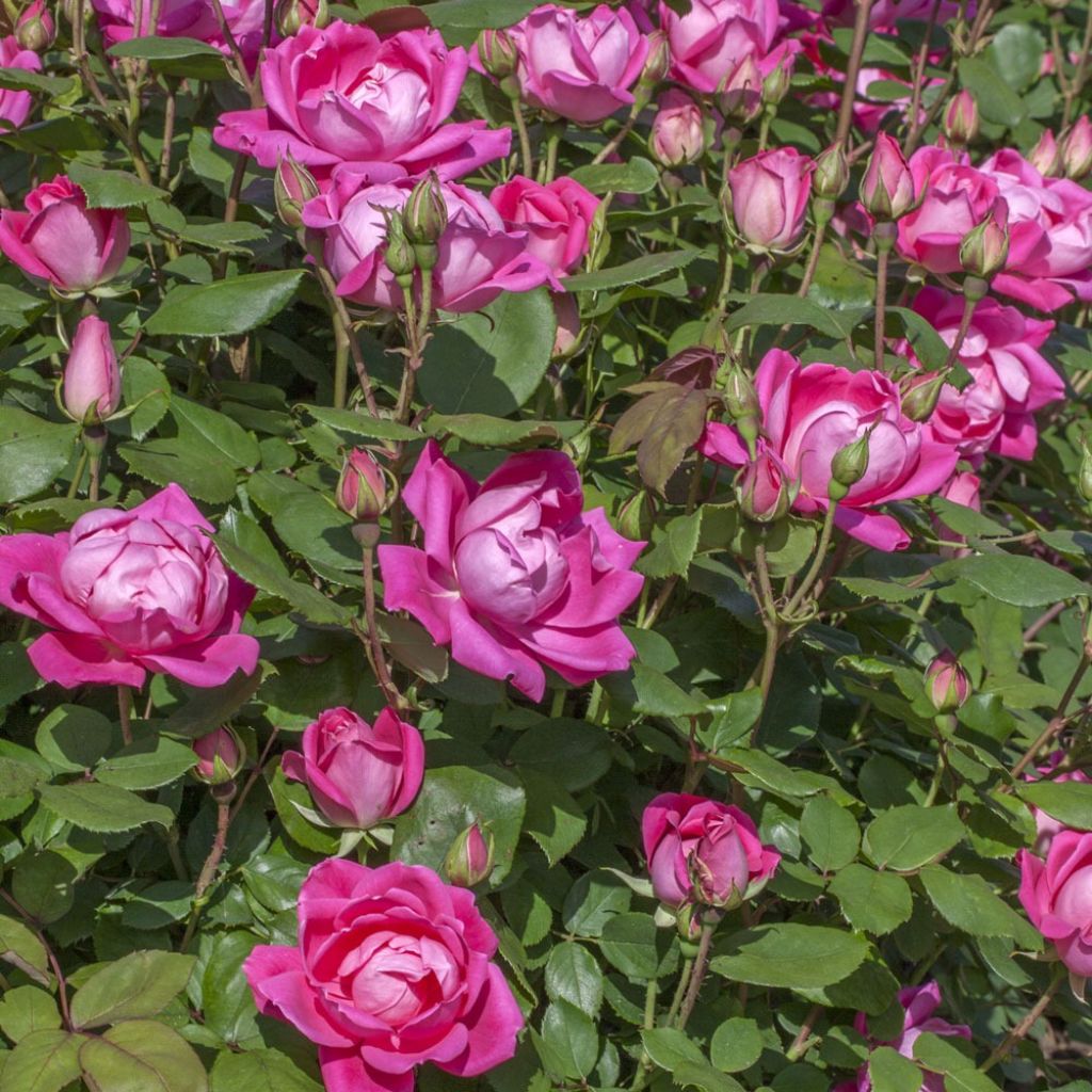 Maanpeiteruusu Pink Double Knock OUT