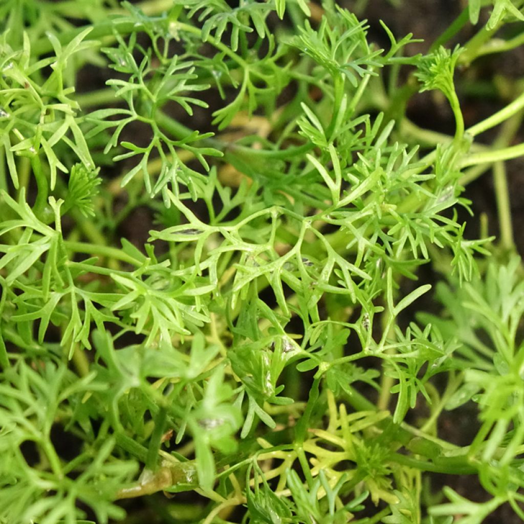 Vesisätkin - Ranunculus aquatilis