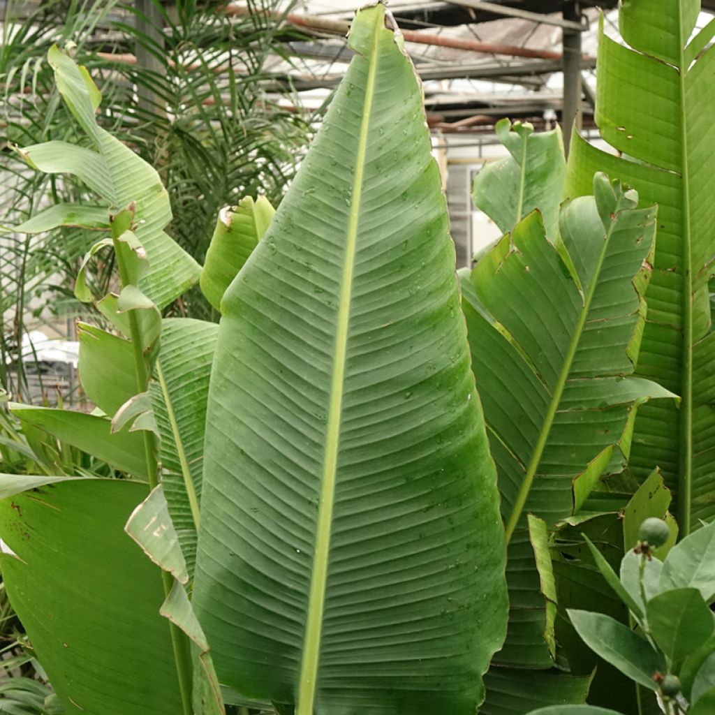 Matkustajainpuu - Ravenala madagascariensis