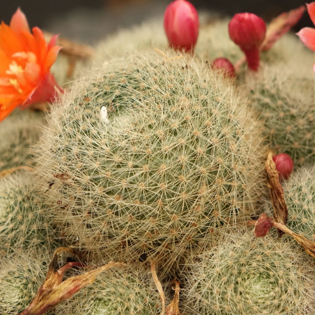 Rebutia sp.