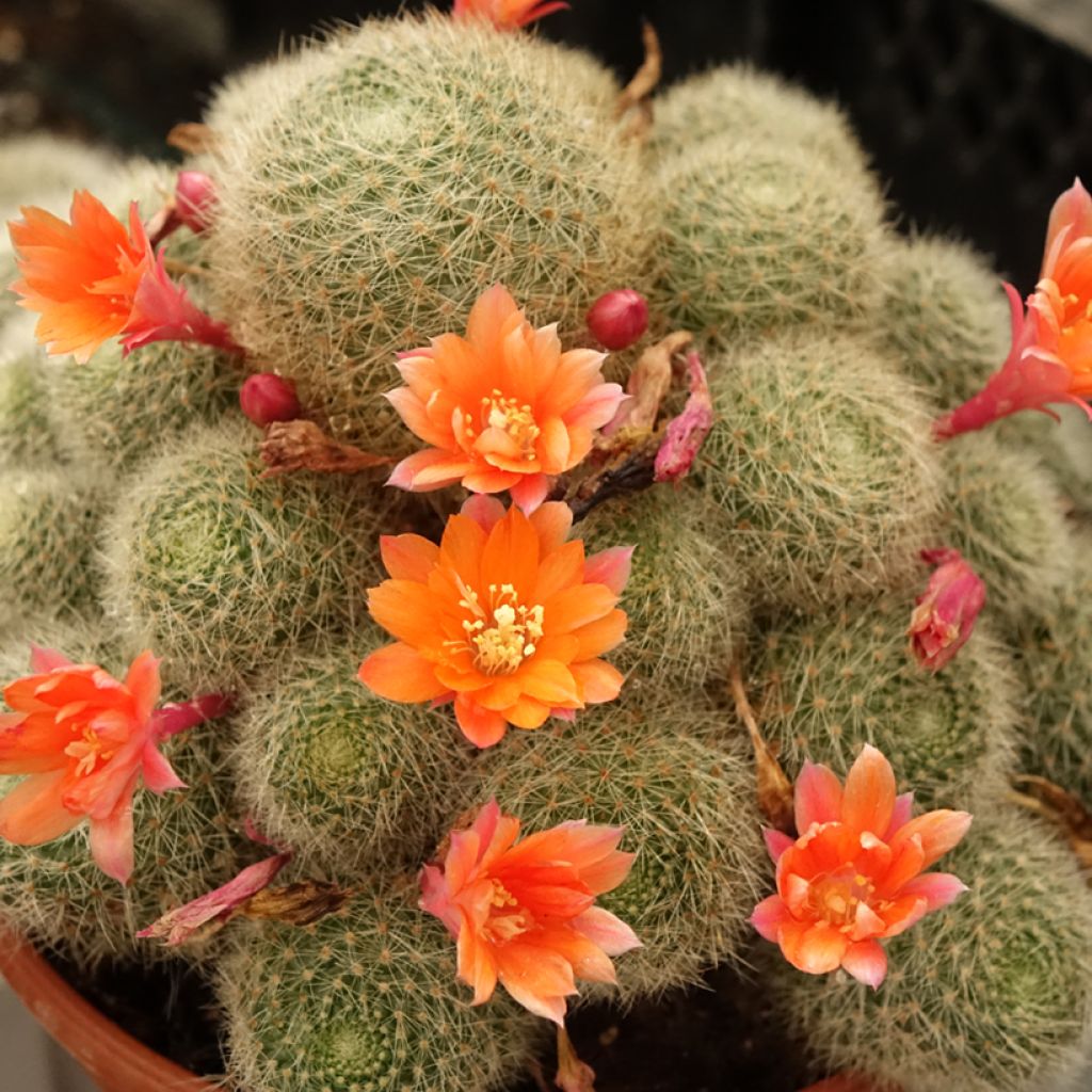 Rebutia sp.