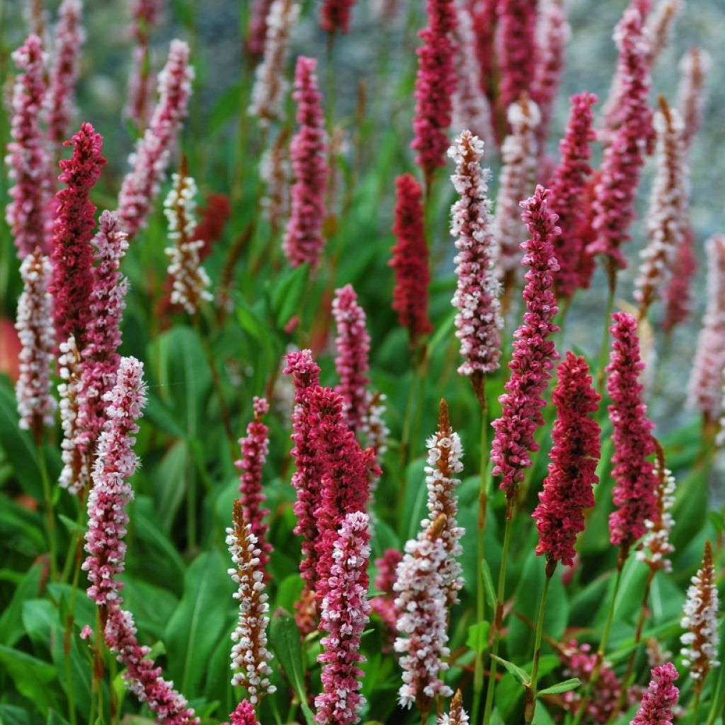 Vuorikonnantatar Darjeeling Red