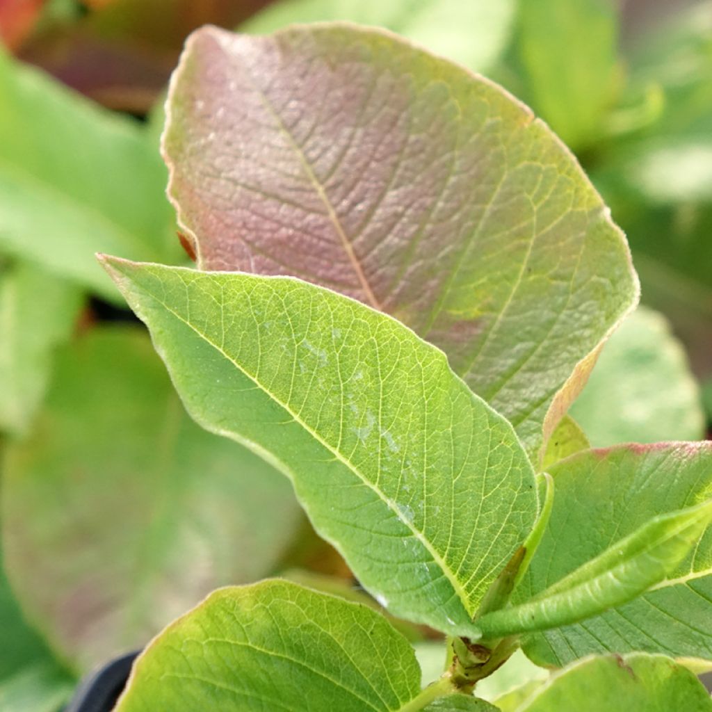 Laavaröyhytatar - Persicaria weyrichii