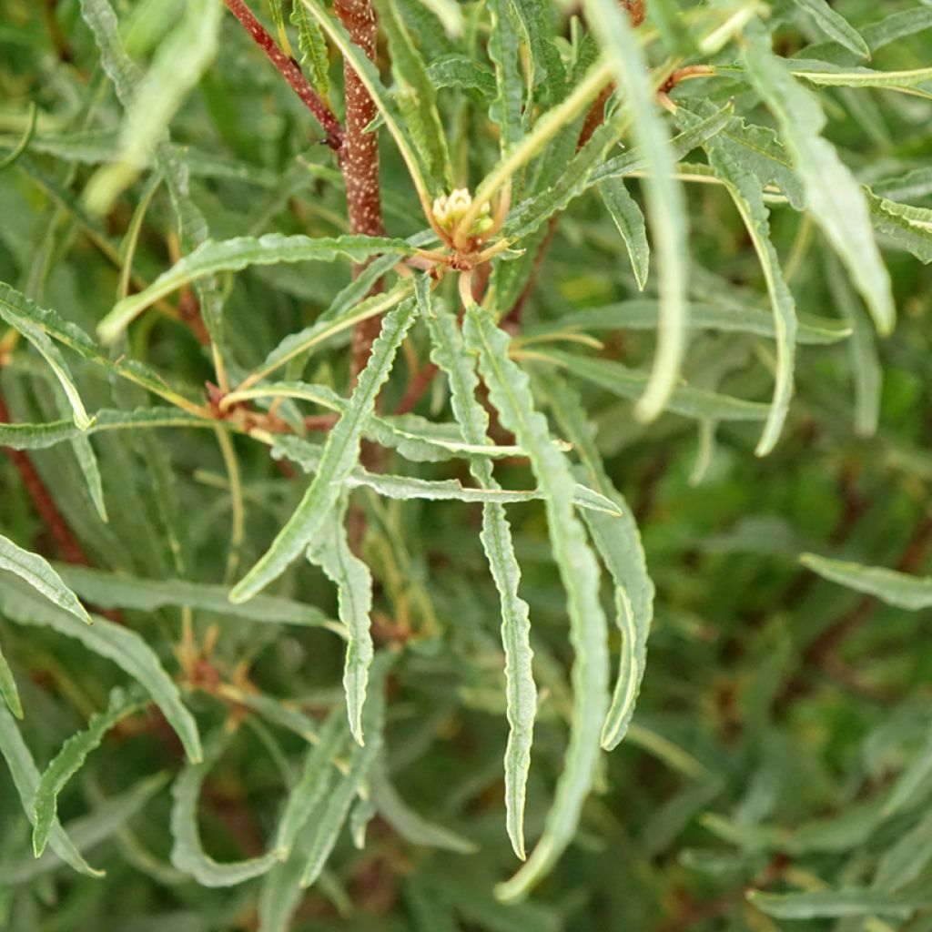 Korpipaatsama Asplenifolia