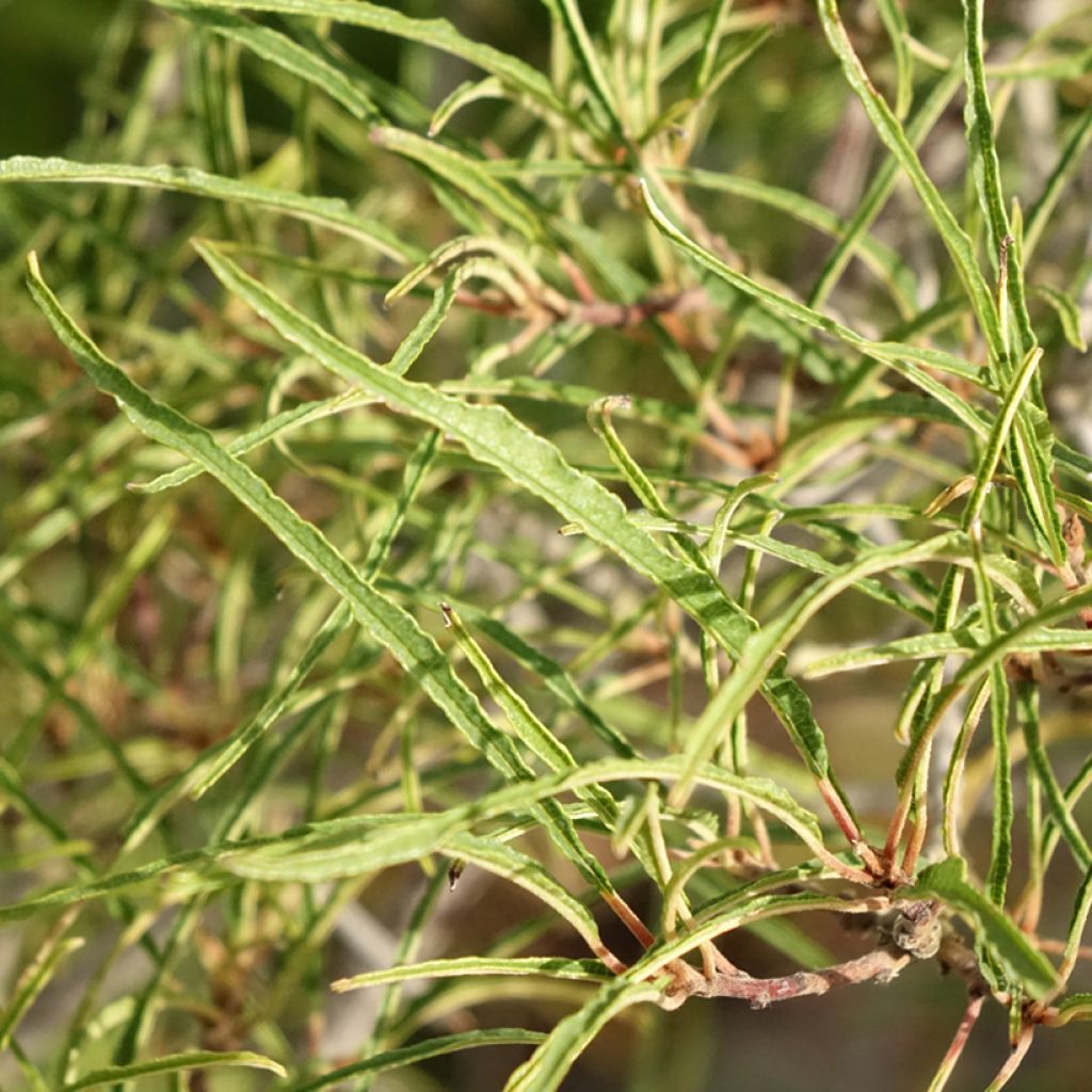 Korpipaatsama Asplenifolia