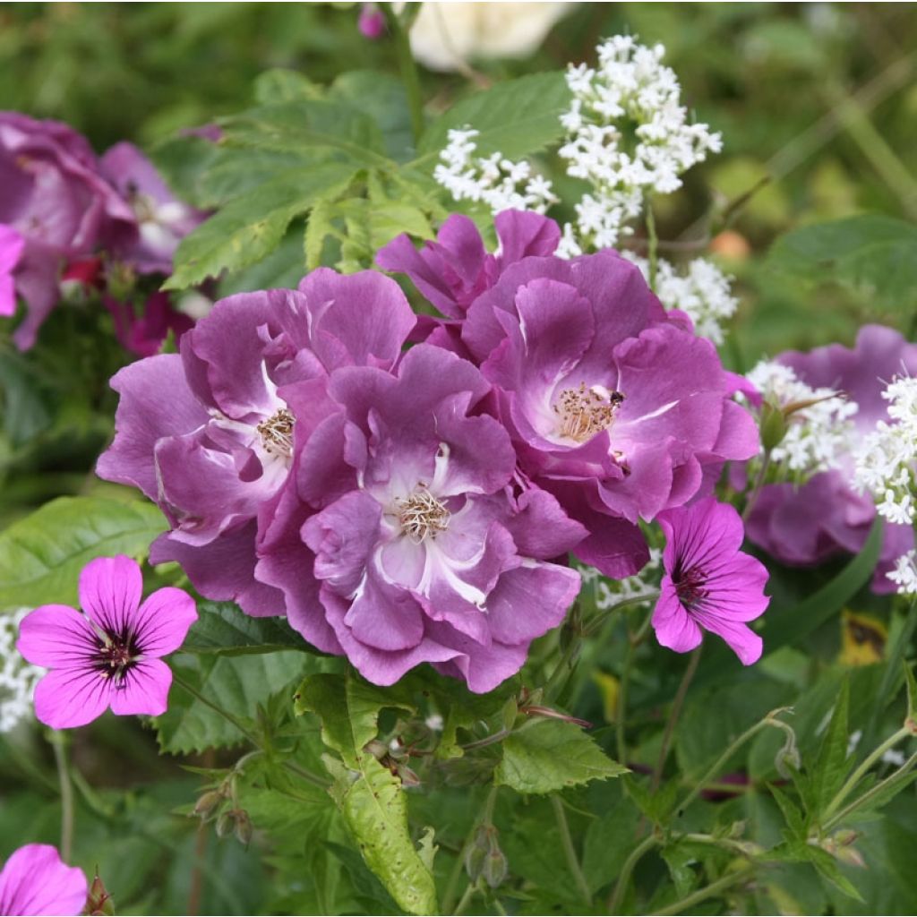Floribundaruusu Rhapsody In Blue