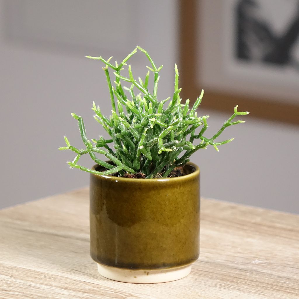 Mistelikorallikaktus - Rhipsalis cereuscula