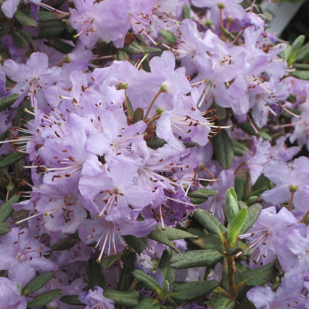 Alppiruusu Blue Silver