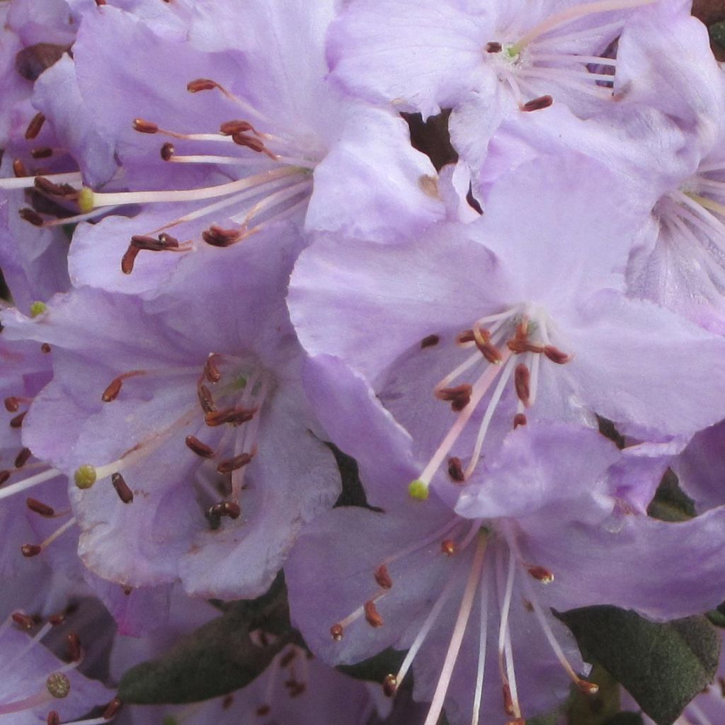 Alppiruusu Blue Silver
