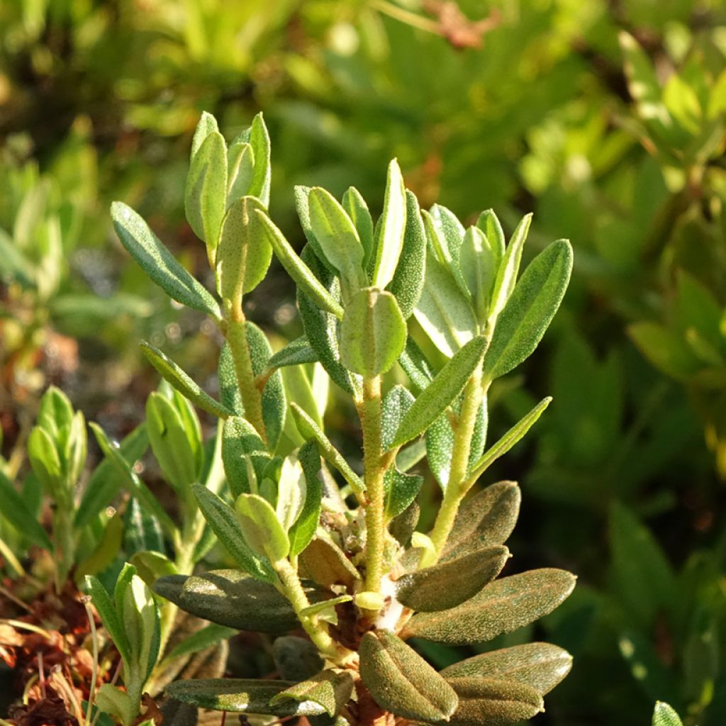 Sinialppiruusu Gristede