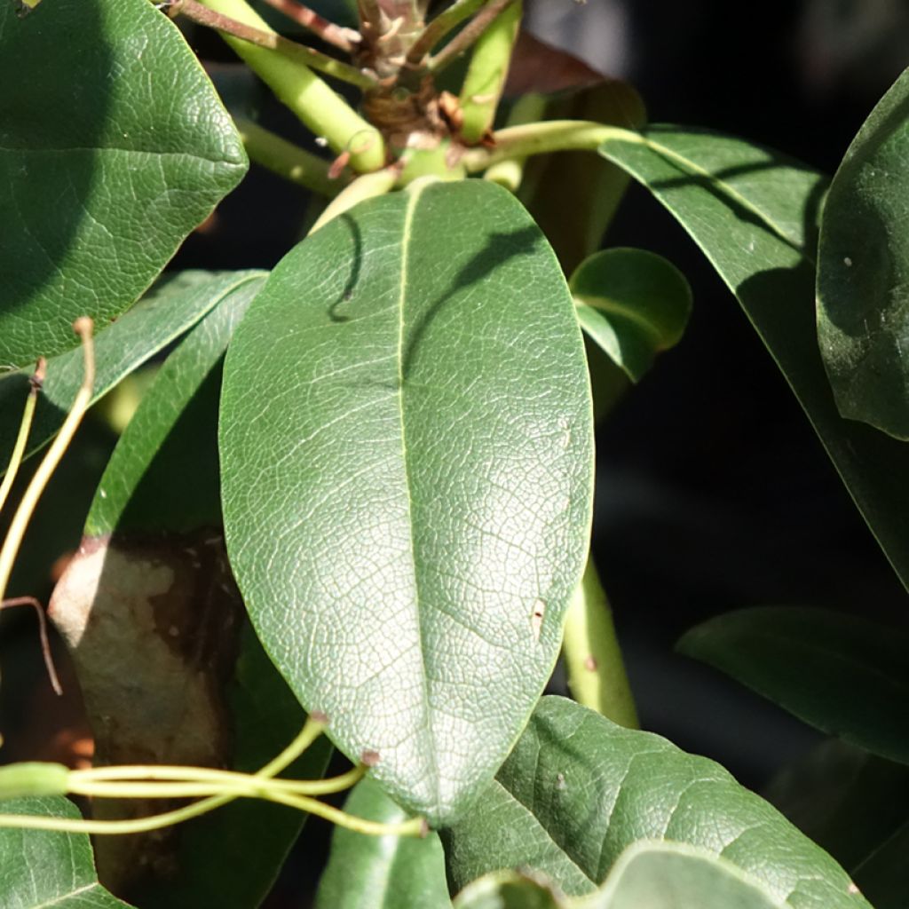 Puistoalppiruusu Easydendron INKARHO Grandiflorum