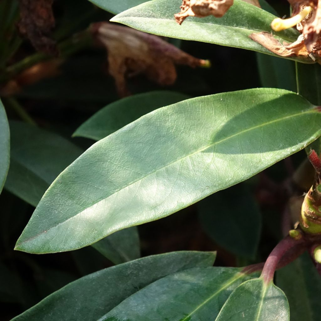Alppiruusu Easydendron INKARHO Pfauenauge