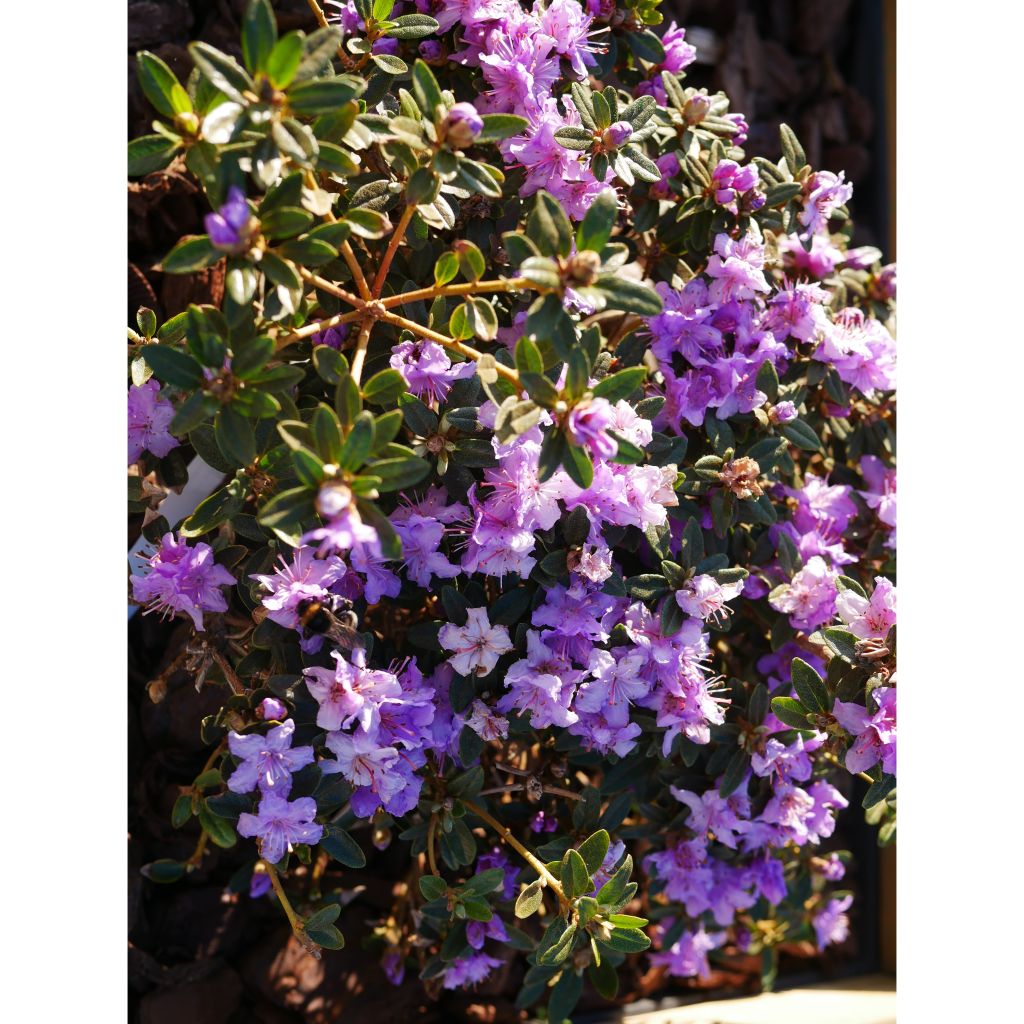 Alppiruusu Rhododendron impeditum