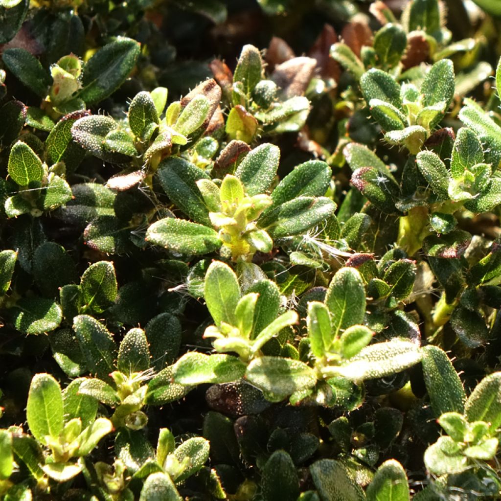 Mattoalppiruusu - Rhododendron keleticum