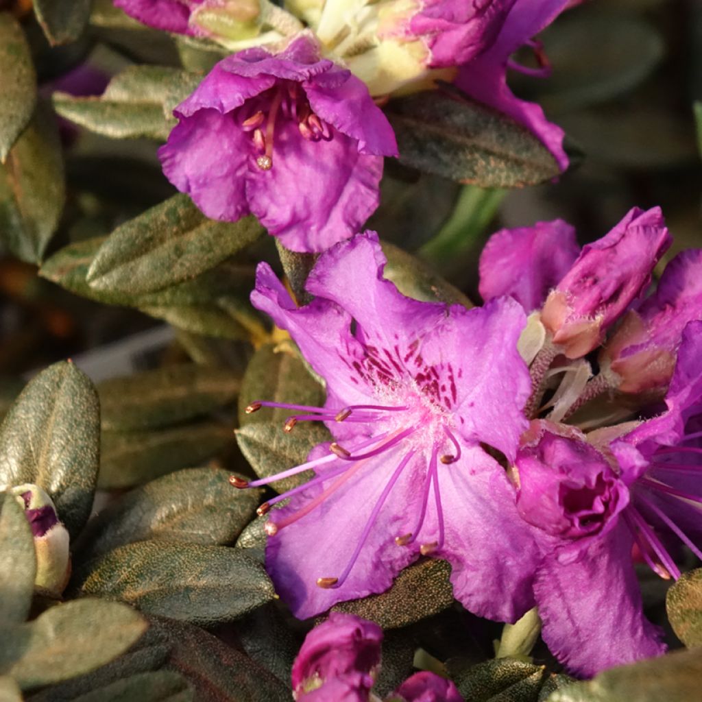 Alppiruusu Lilly Bell Magic