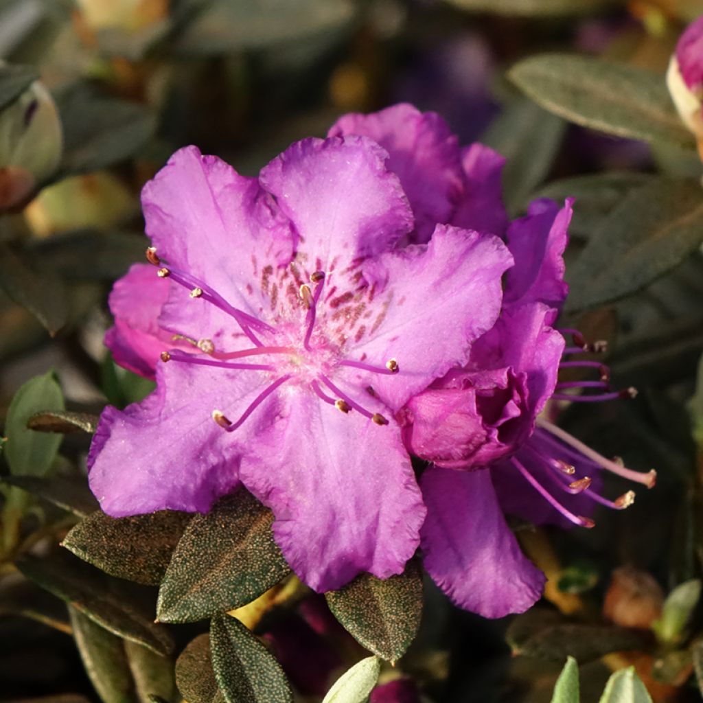 Alppiruusu Lilly Bell Magic