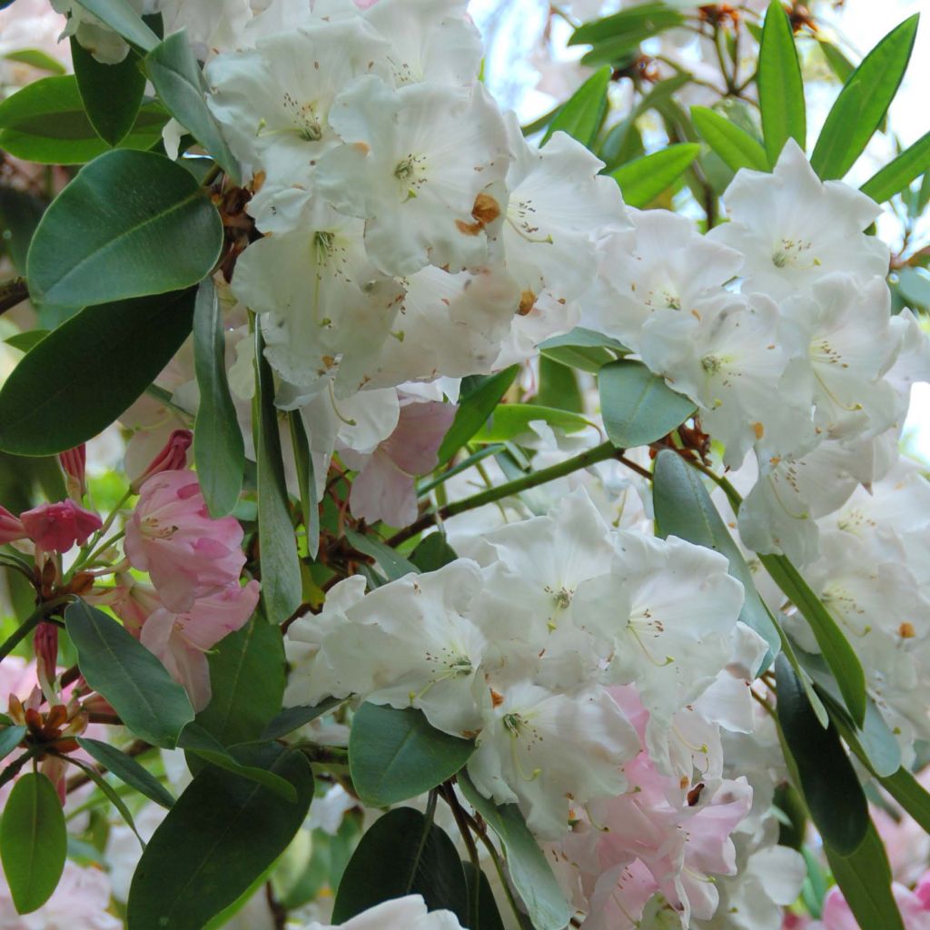 Alppiruusu King George