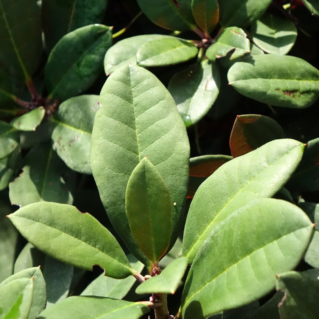 Alppiruusu Burletta