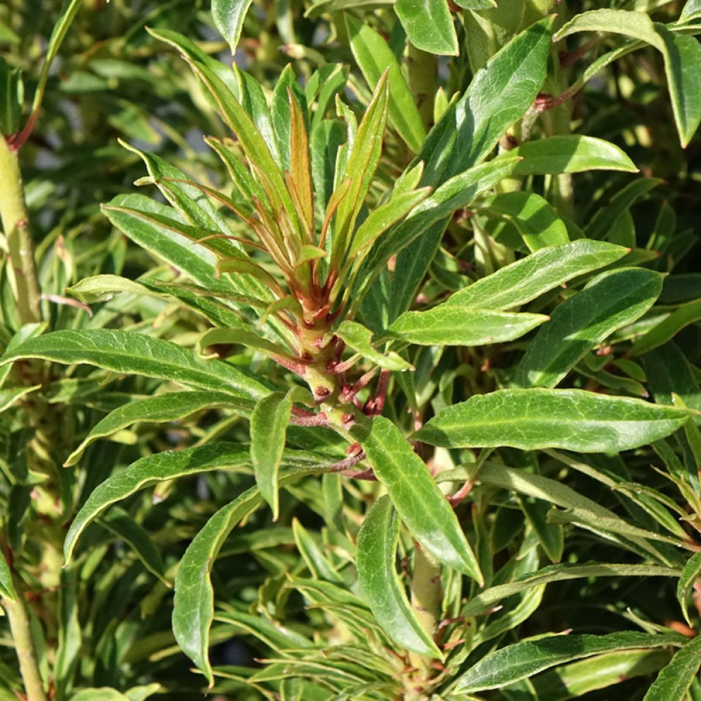 Turkinalppiruusu Grazeasy Dark Pink - Gamme Easydendron