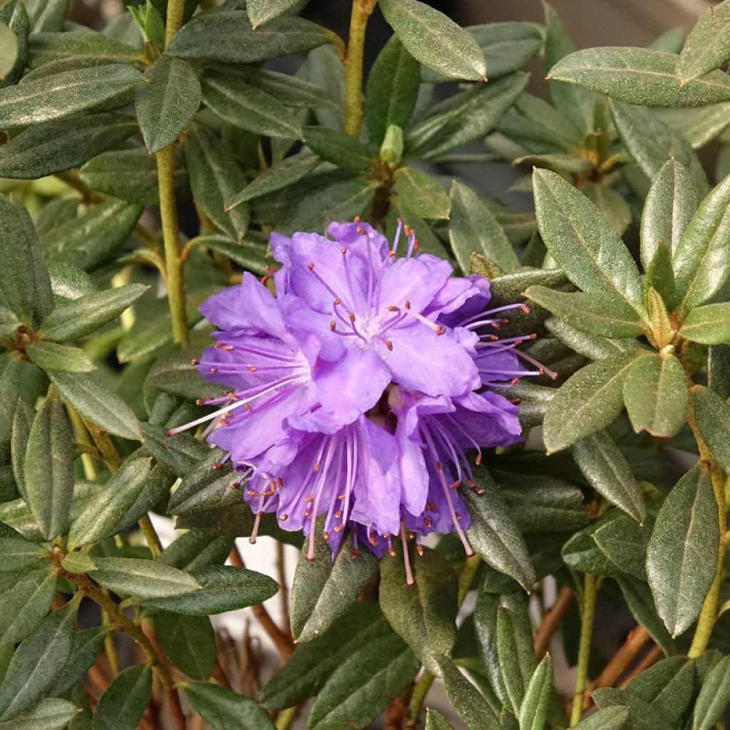 Indigoalppiruusu Lauretta