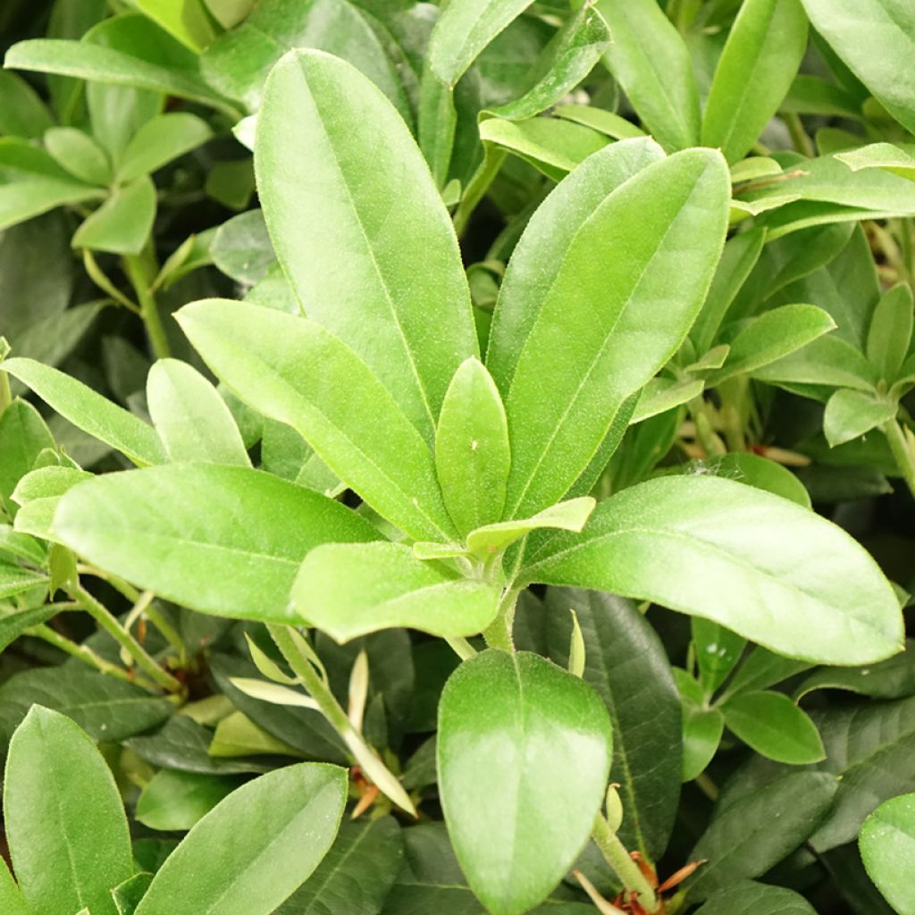 Alppiruusu Scyphocalyx