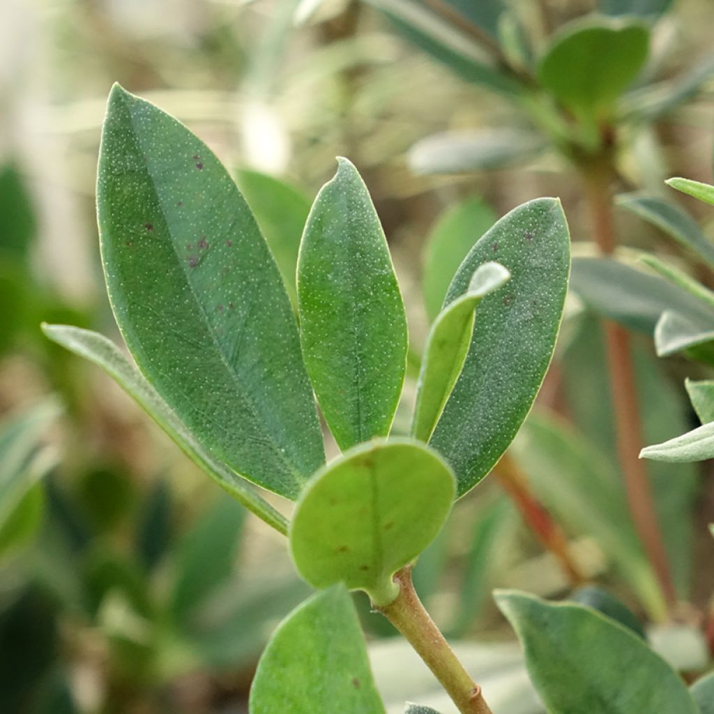 Alppiruusu Saxon blush