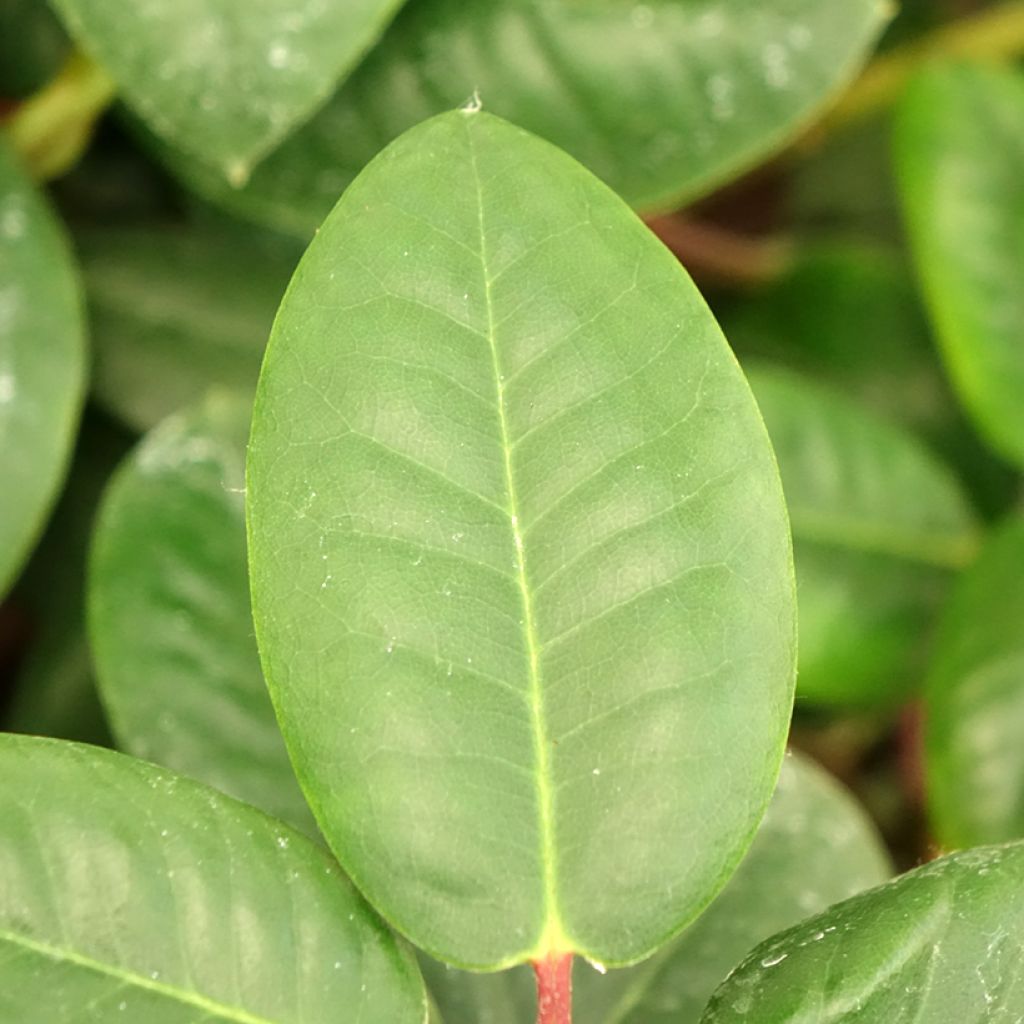 Kelloalppiruusu Gartendirektor Rieger