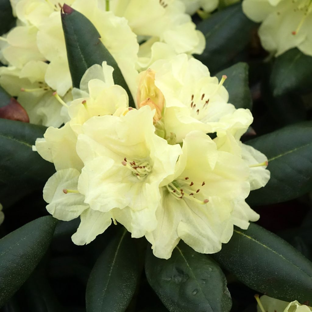 Yakushimanalppiruusu Easydendron Bohlken's Laura