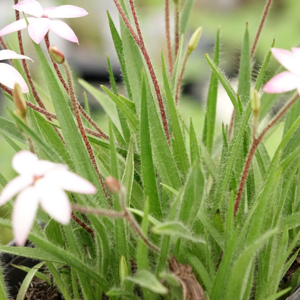 Rhodohypoxis Rhodohypoxis x Hypoxis Fairy Kisses