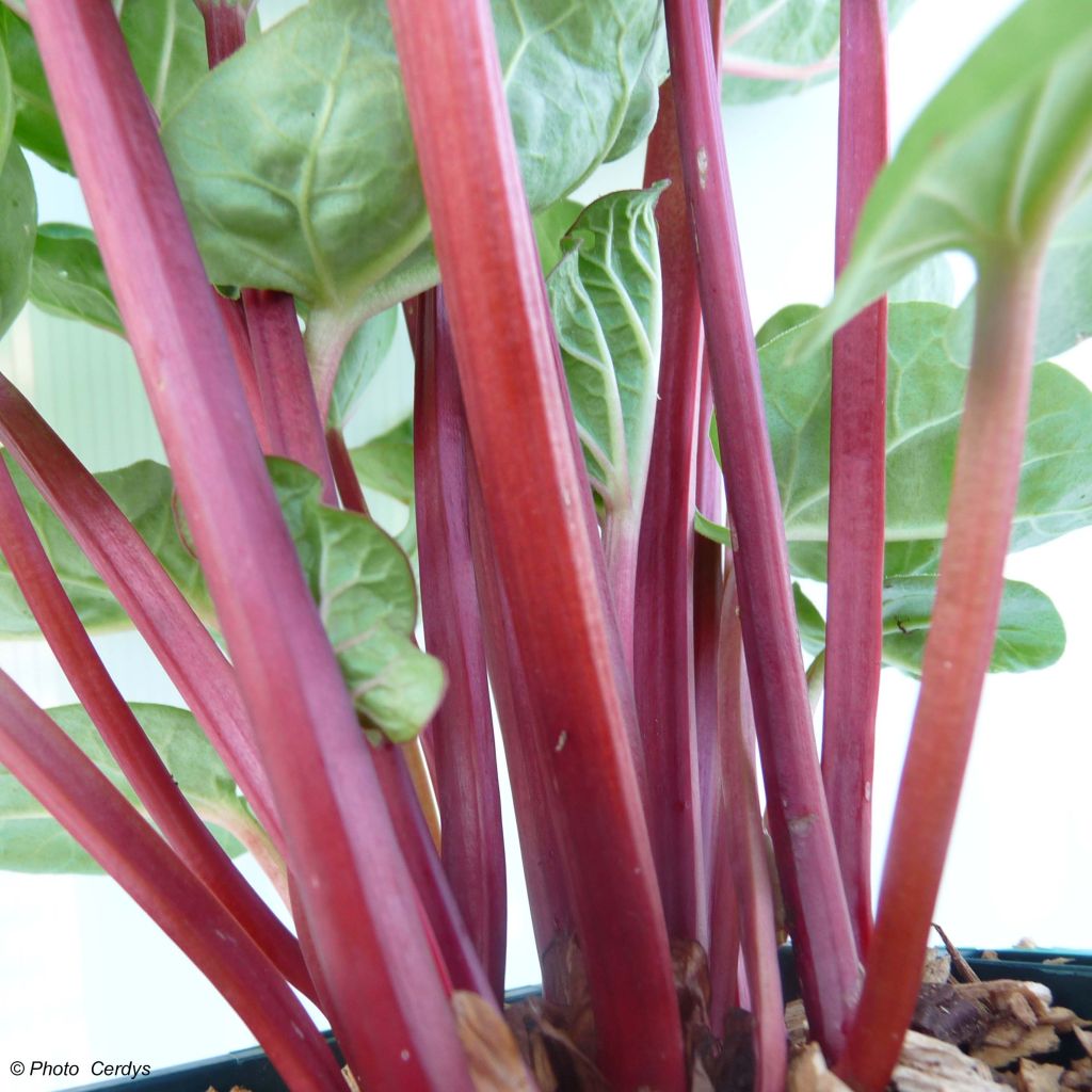 Tarharaparperi Canada Red
