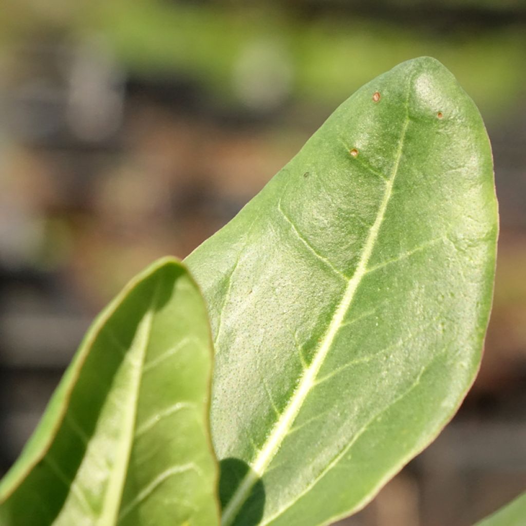 Keisarinnanraparperi - Rheum alexandrae