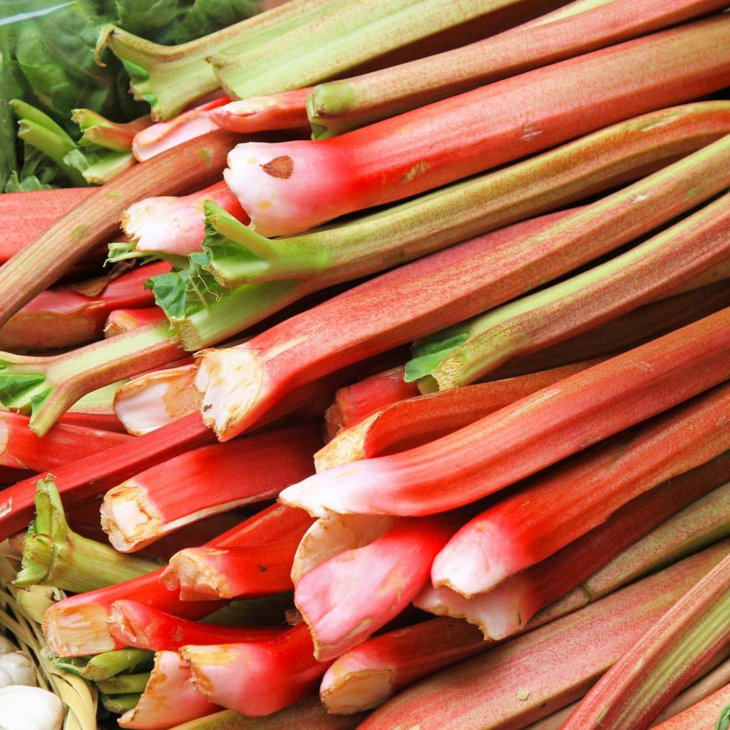 Tarharaparperi luomu - Rheum raponticum