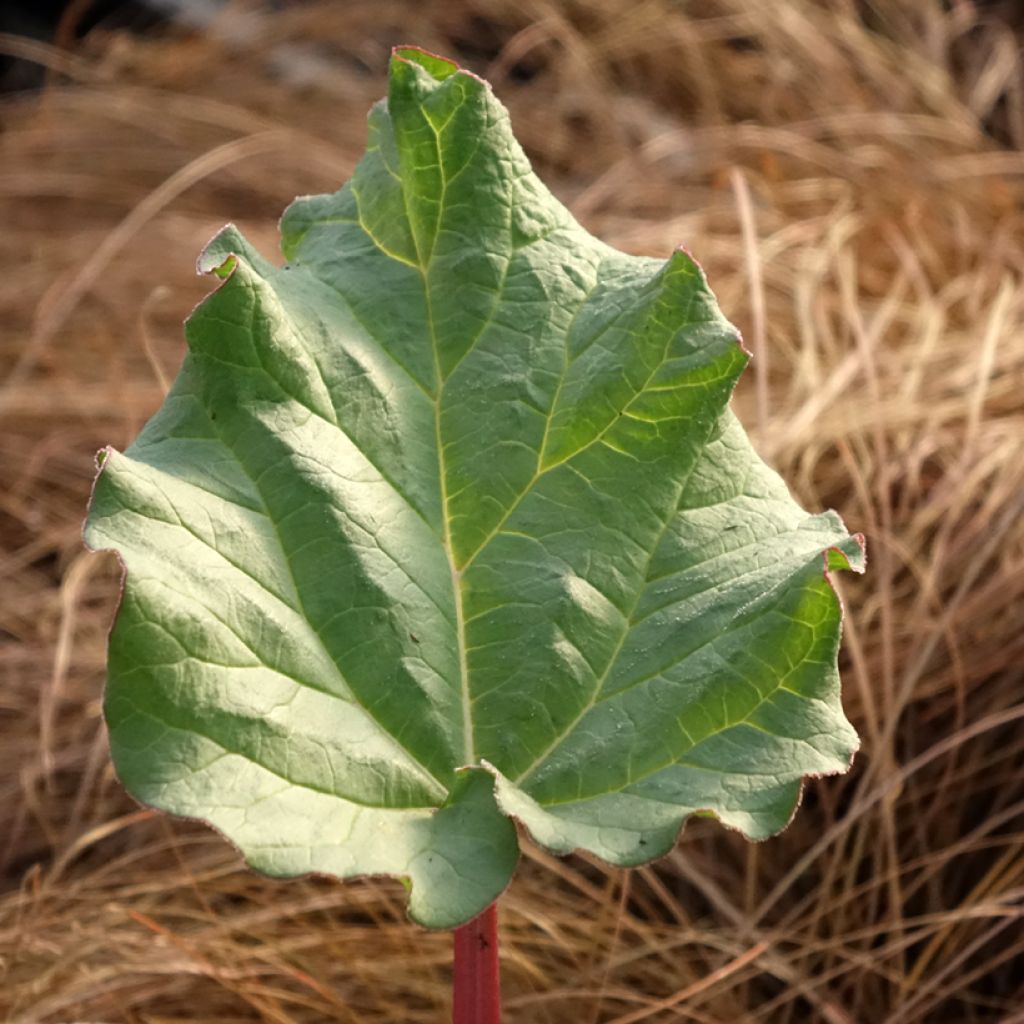 Tarharaparperi Victoria