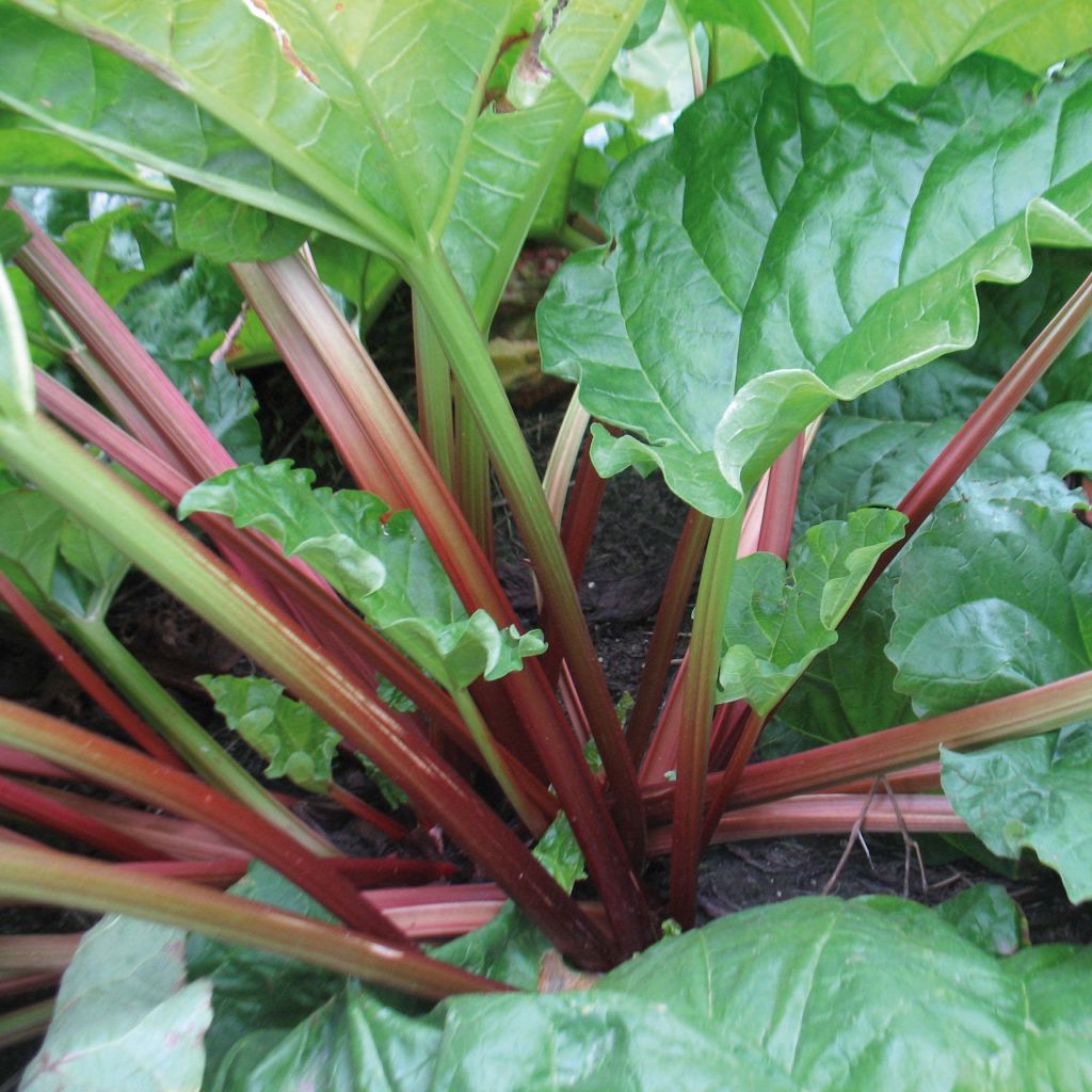 Raparperi Raspberry Red