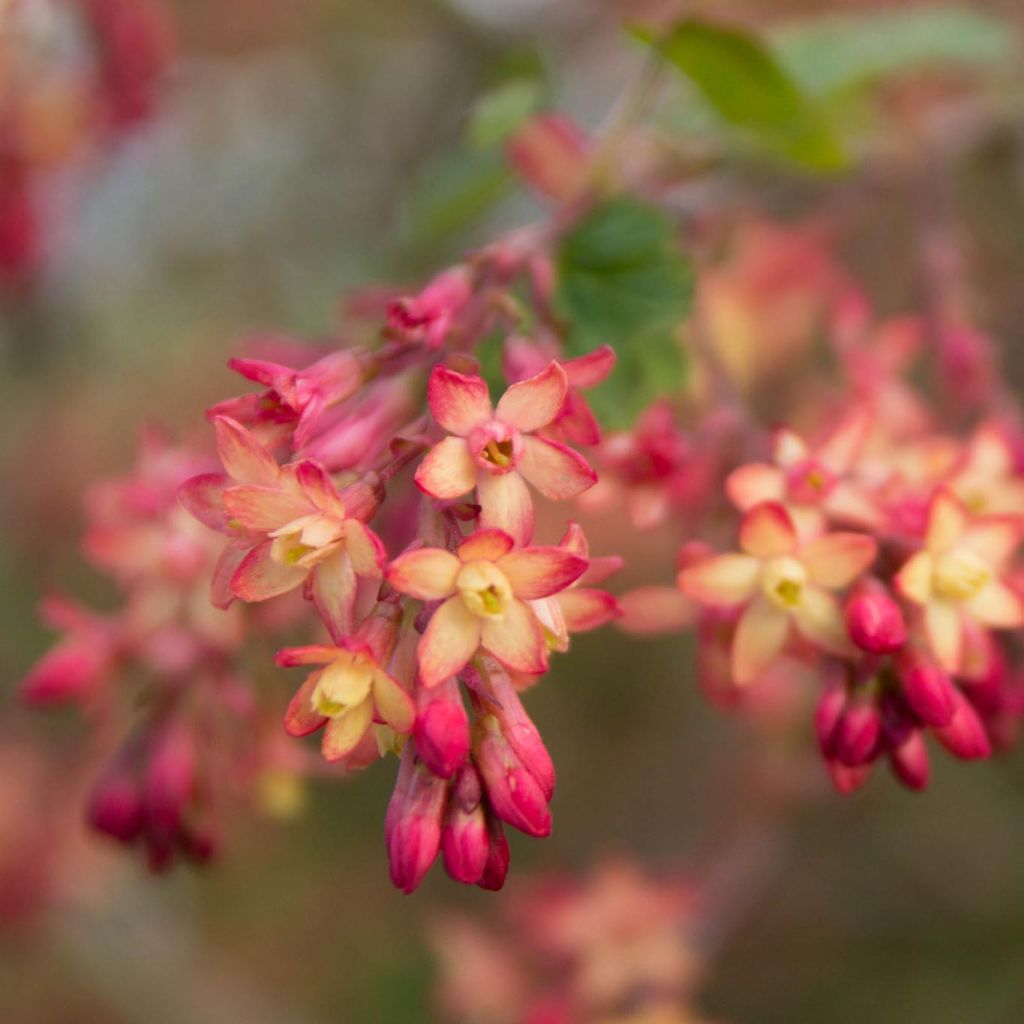 Herukka - Ribes x gordonianum