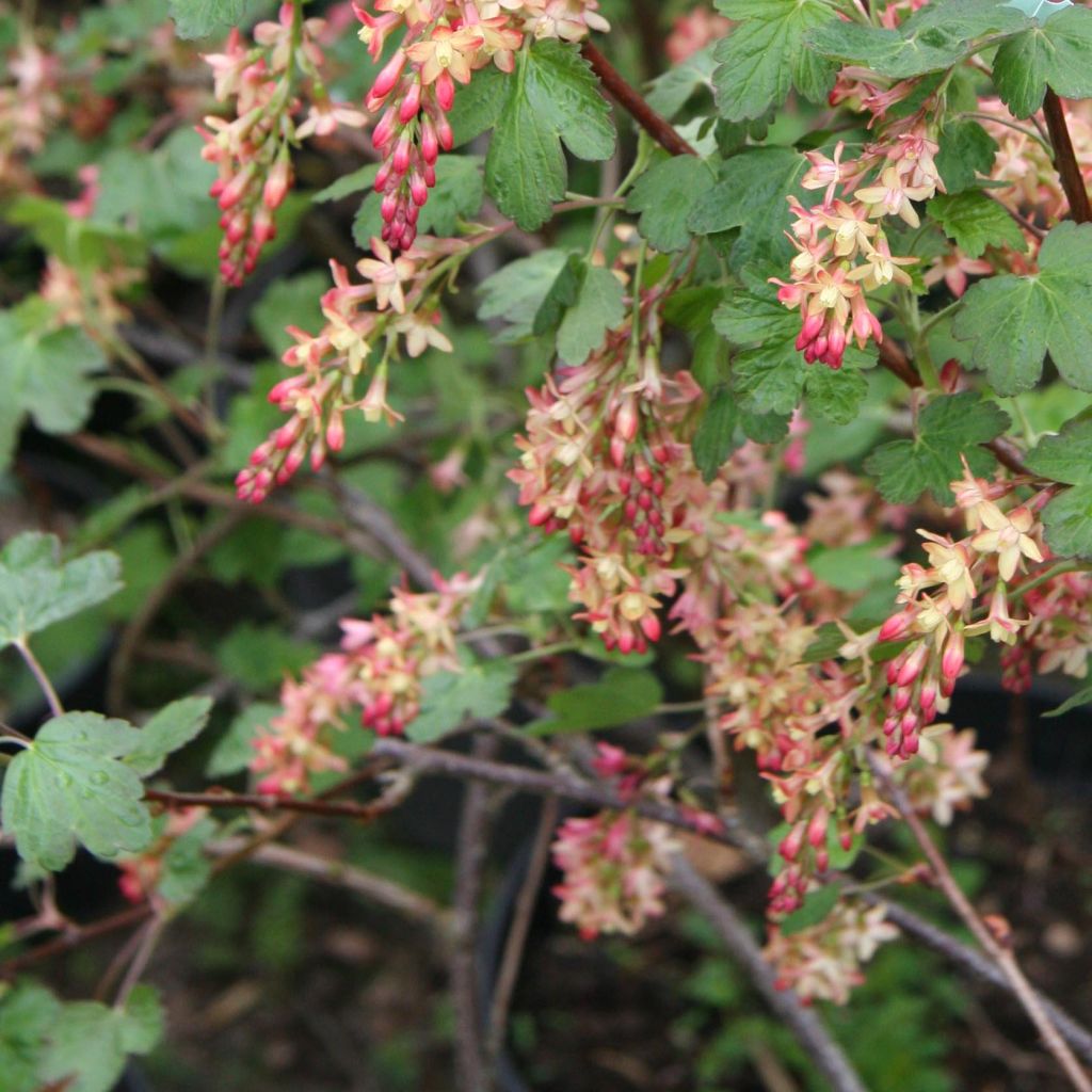 Herukka - Ribes x gordonianum