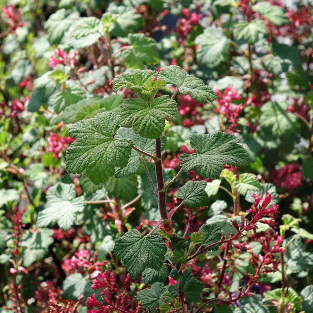 Ruusuherukka Johannie PinkPomp