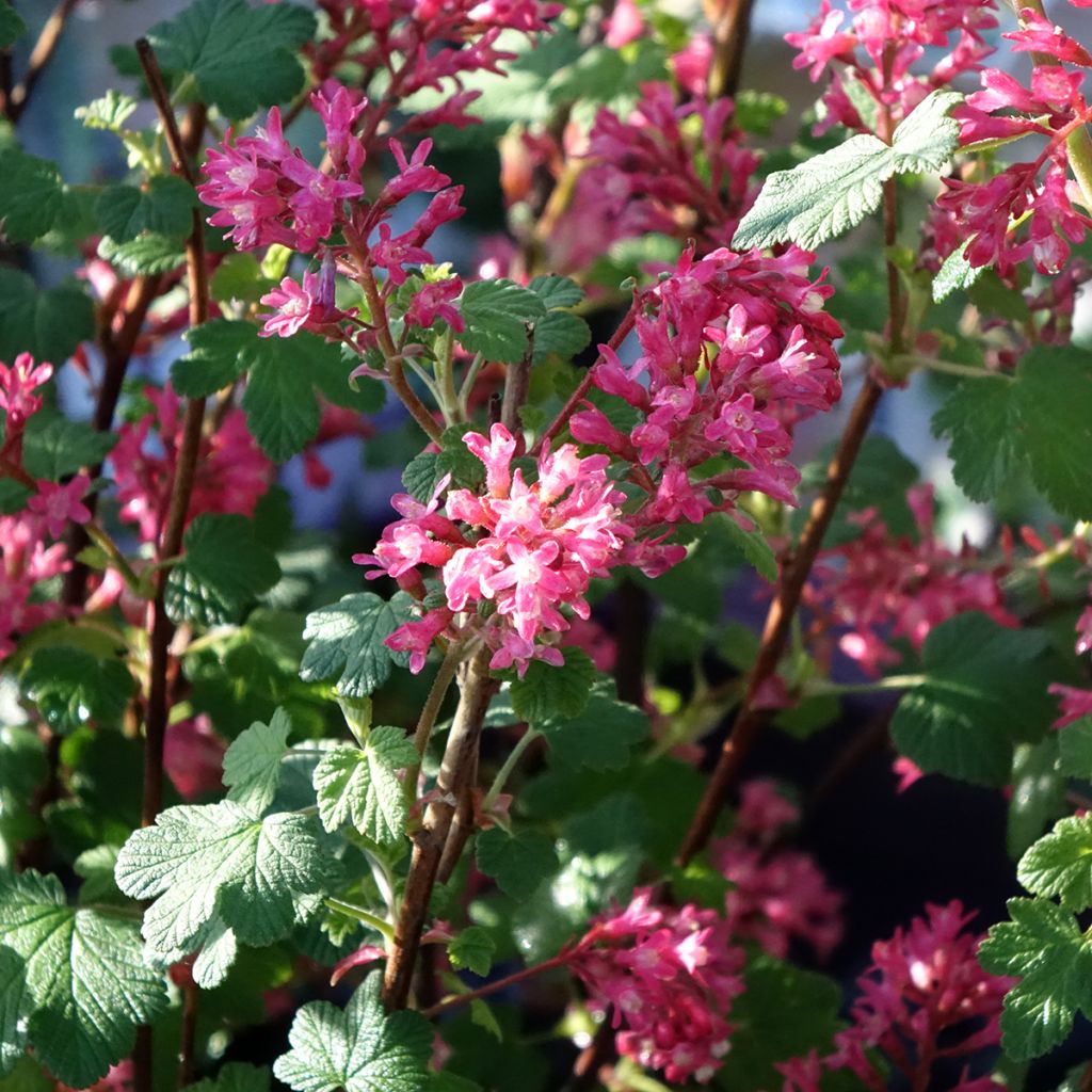 Ruusuherukka Johannie PinkPomp