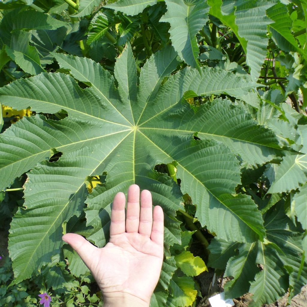 Risiini Zanzibarensis (siemenet)