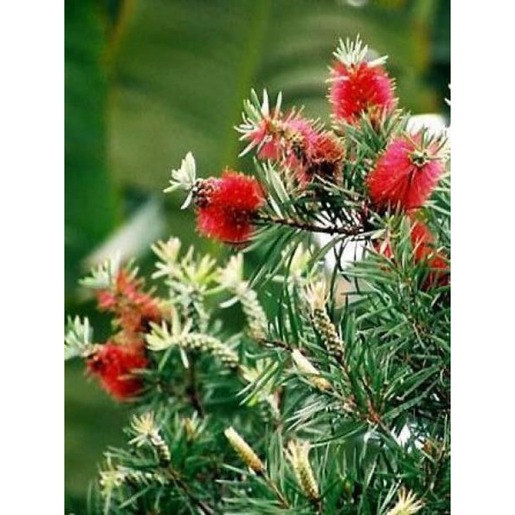 Jäykkälamppuharja - Callistemon rigidus