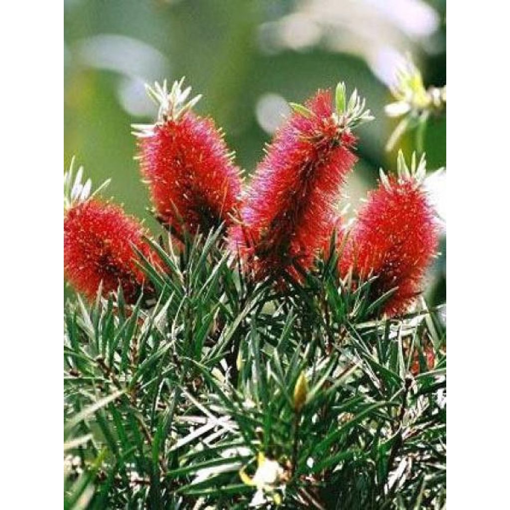 Jäykkälamppuharja - Callistemon rigidus